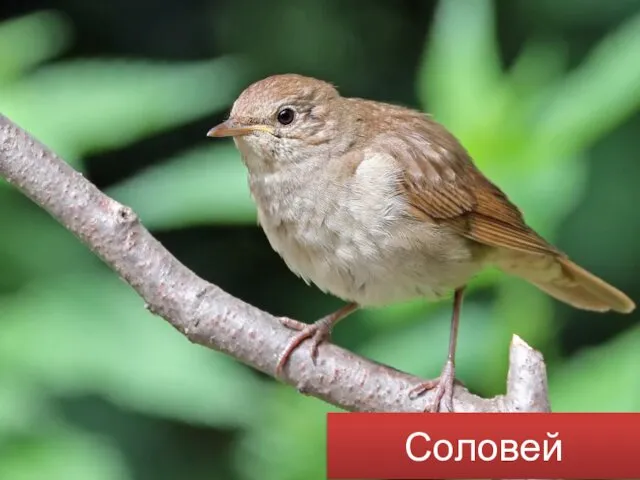 Соловей