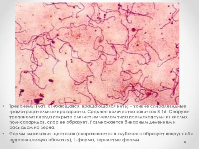 Окраска по Романовскому-Гимзе Трепонемы (лат. сгибающаяся, вращающаяся нить) – тонкие спиралевидные