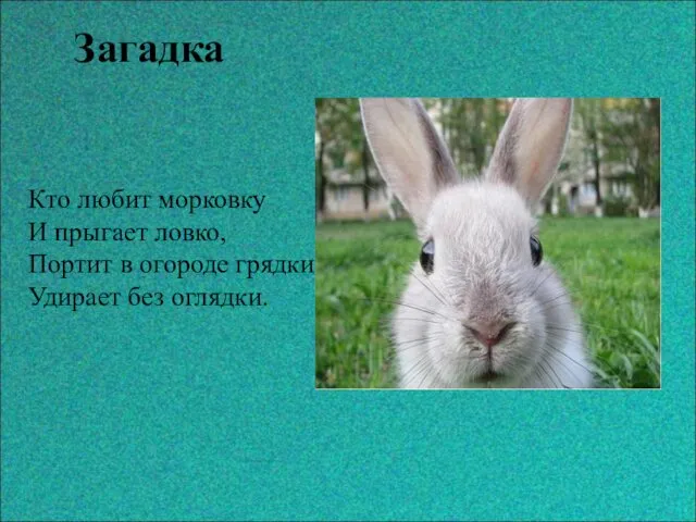 Загадка Кто любит морковку И прыгает ловко, Портит в огороде грядки, Удирает без оглядки.