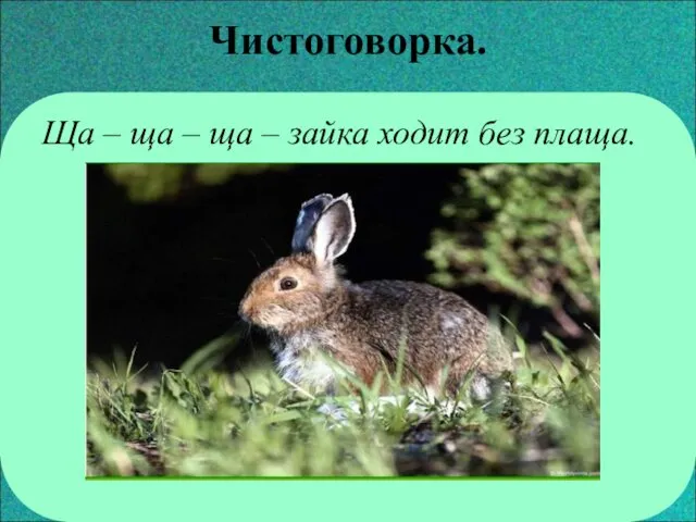 Чистоговорка. Ща – ща – ща – зайка ходит без плаща.