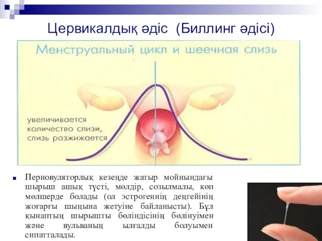 Цервикалдық әдіс (Биллинг әдісі) Периовуляторлық кезеңде жатыр мойнындағы шырыш ашық түсті,