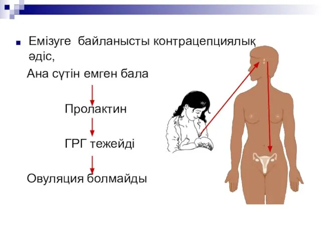 Емізуге байланысты контрацепциялық әдіс, Ана сүтін емген бала Пролактин ГРГ тежейді Овуляция болмайды