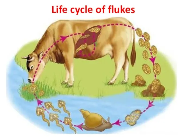 Life cycle of flukes