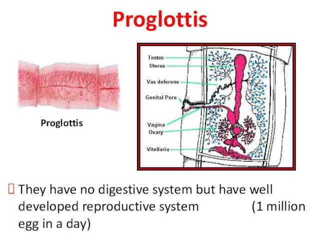 Proglottis They have no digestive system but have well developed reproductive