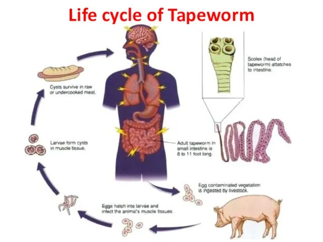 Life cycle of Tapeworm