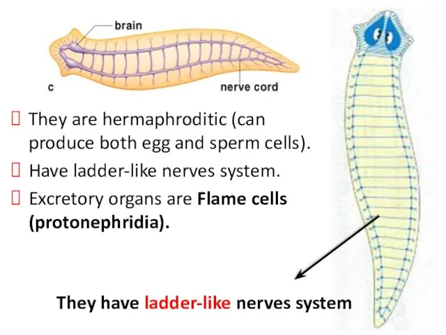 They are hermaphroditic (can produce both egg and sperm cells). Have