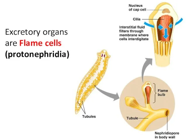 Excretory organs are Flame cells (protonephridia)