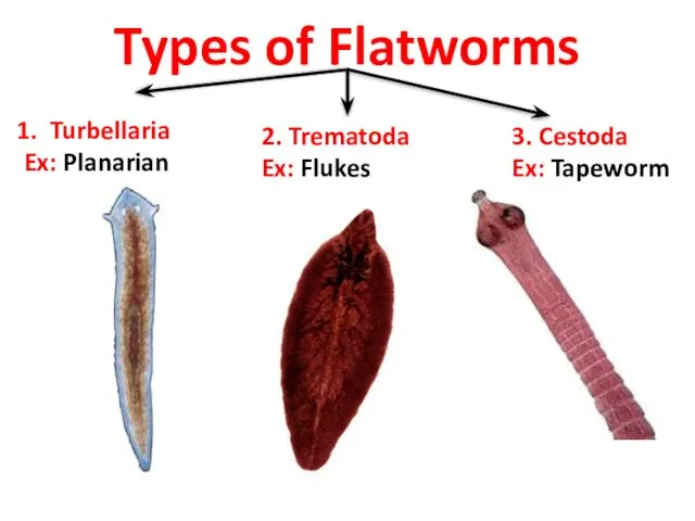 Types of Flatworms Turbellaria Ex: Planarian 2. Trematoda Ex: Flukes 3. Cestoda Ex: Tapeworm