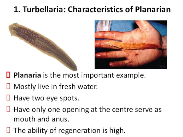 1. Turbellaria: Characteristics of Planarian Planaria is the most important example.