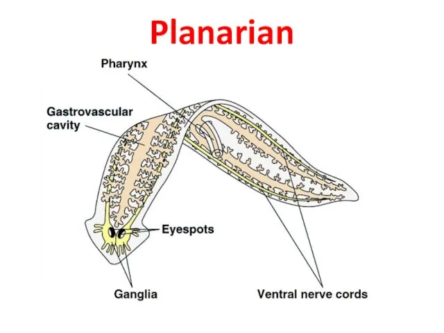 Planarian