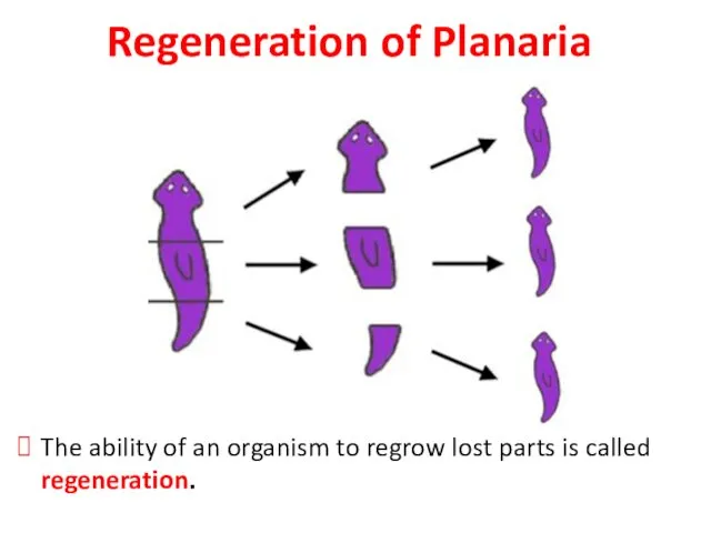 Regeneration of Planaria The ability of an organism to regrow lost parts is called regeneration.