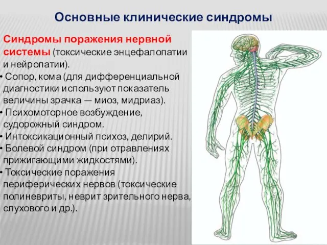 Основные клинические синдромы Синдромы поражения нервной системы (токсические энцефалопатии и нейропатии).