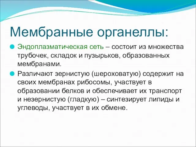 Мембранные органеллы: Эндоплазматическая сеть – состоит из множества трубочек, складок и