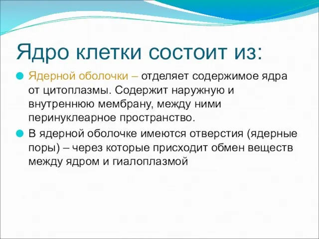 Ядро клетки состоит из: Ядерной оболочки – отделяет содержимое ядра от