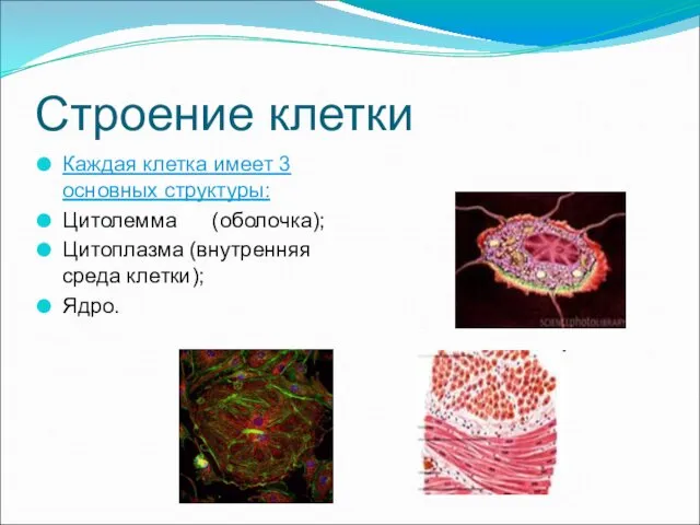Строение клетки Каждая клетка имеет 3 основных структуры: Цитолемма (оболочка); Цитоплазма (внутренняя среда клетки); Ядро.
