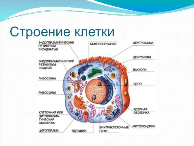 Строение клетки