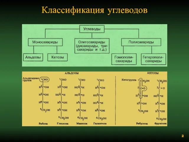 Классификация углеводов