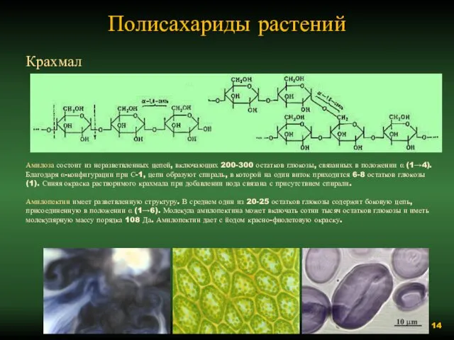 Полисахариды растений Крахмал Амилоза состоит из неразветвленных цепей, включающих 200-300 остатков