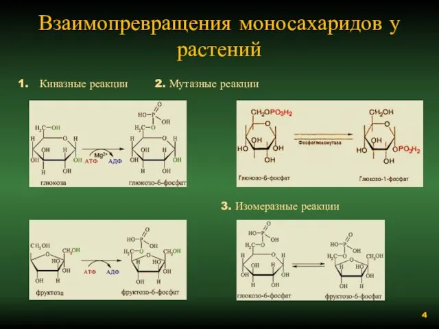 Взаимопревращения моносахаридов у растений Киназные реакции 2. Мутазные реакции 3. Изомеразные реакции