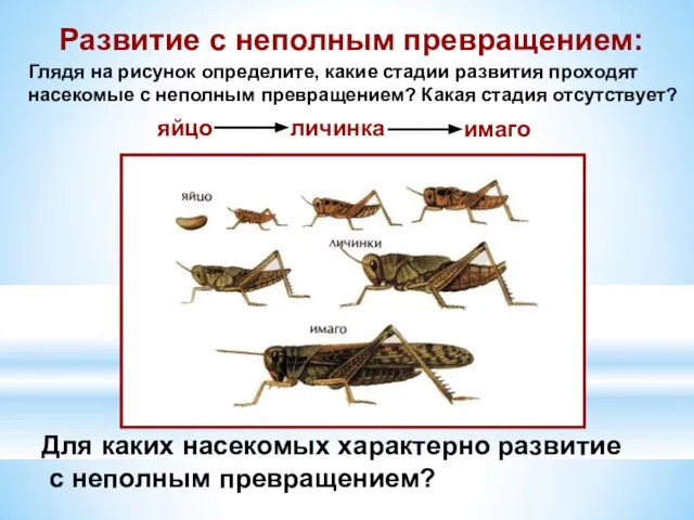 Развитие с неполным превращением: Глядя на рисунок определите, какие стадии развития