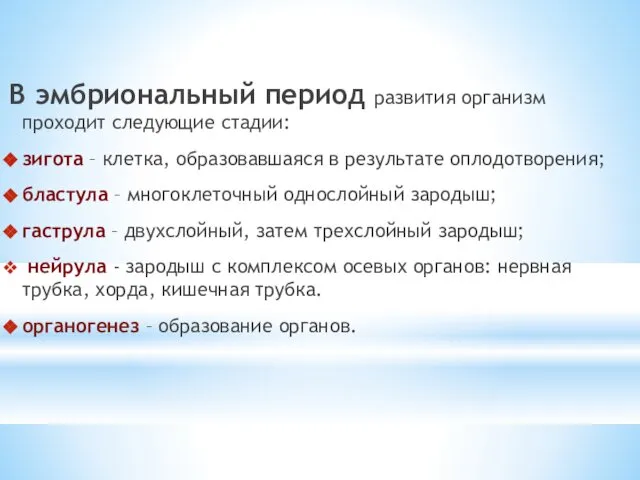 В эмбриональный период развития организм проходит следующие стадии: зигота – клетка,