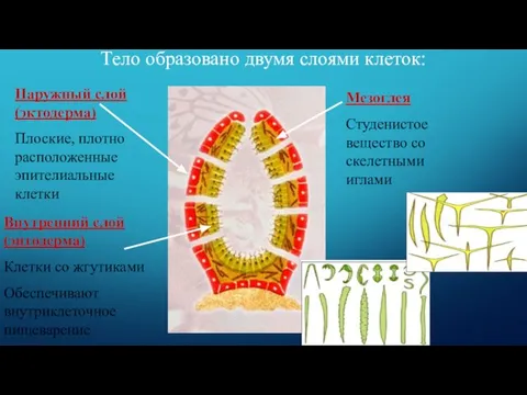 Тело образовано двумя слоями клеток: