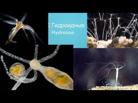 ГИДРОИДНЫЕ HYDROZOA Гидроидные Hydrozoa