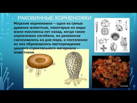 РАКОВИННЫЕ КОРНЕНОЖКИ Морские корненожки – одни из самых древних животных, некоторые