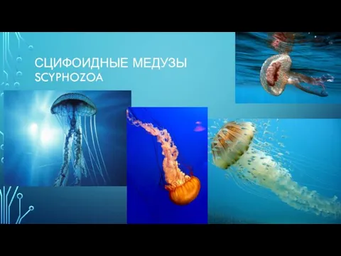 СЦИФОИДНЫЕ МЕДУЗЫ SCYPHOZOA