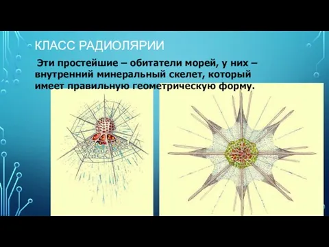 КЛАСС РАДИОЛЯРИИ Эти простейшие – обитатели морей, у них – внутренний