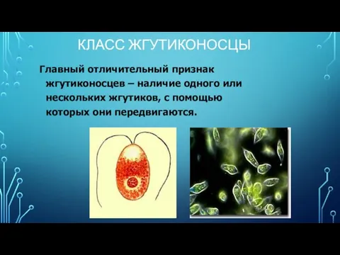 КЛАСС ЖГУТИКОНОСЦЫ Главный отличительный признак жгутиконосцев – наличие одного или нескольких