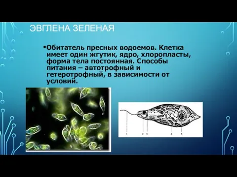 ЭВГЛЕНА ЗЕЛЕНАЯ Обитатель пресных водоемов. Клетка имеет один жгутик, ядро, хлоропласты,