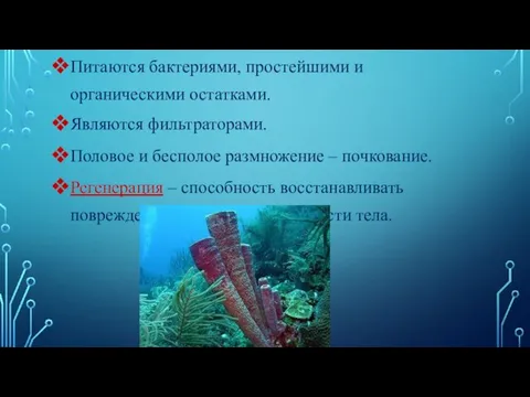 Питаются бактериями, простейшими и органическими остатками. Являются фильтраторами. Половое и бесполое