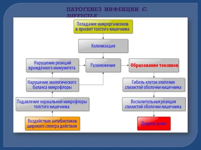 ПАТОГЕНЕЗ ИНФЕКЦИИ C. DIFFICILE