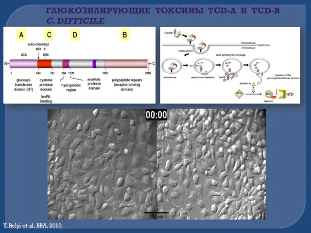 ГЛЮКОЗИЛИРУЮЩИЕ ТОКСИНЫ TCD-A И TCD-B C. DIFFICILE Y. Belyi et al, BBA, 2010.