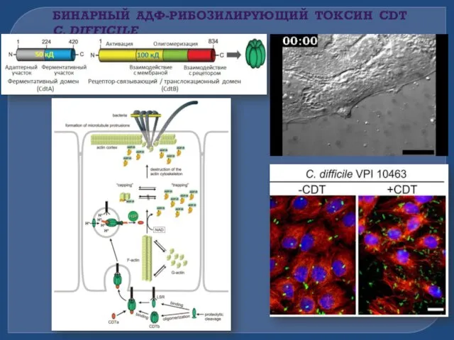 БИНАРНЫЙ АДФ-РИБОЗИЛИРУЮЩИЙ ТОКСИН CDT C. DIFFICILE