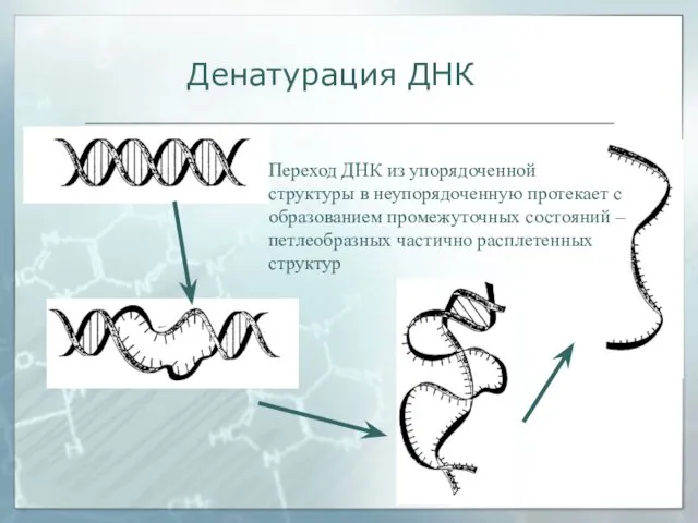 Переход ДНК из упорядоченной структуры в неупорядоченную протекает с образованием промежуточных