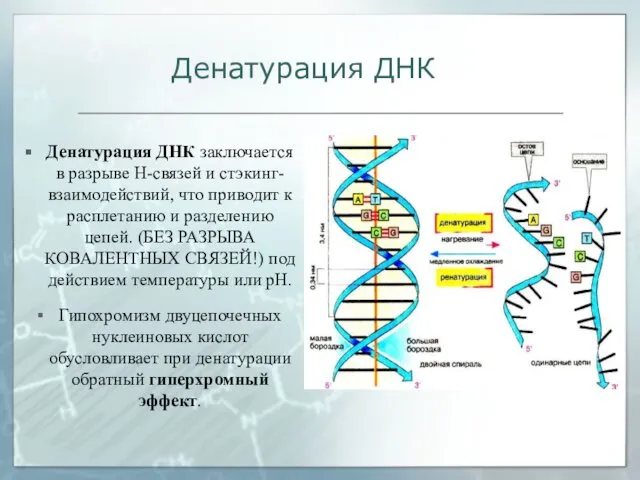 Денатурация ДНК заключается в разрыве Н-связей и стэкинг-взаимодействий, что приводит к