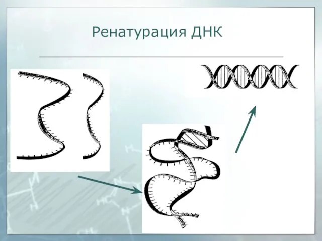 Ренатурация ДНК