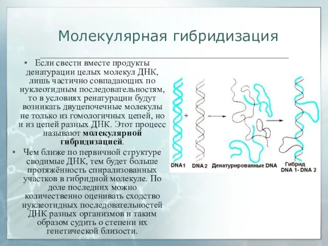 Если свести вместе продукты денатурации целых молекул ДНК, лишь частично совпадающих