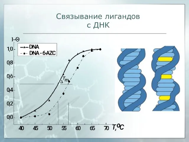 Связывание лигандов с ДНК