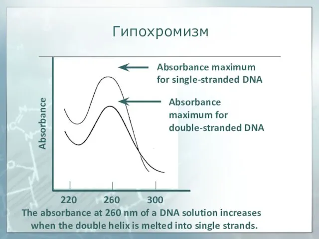 The absorbance at 260 nm of a DNA solution increases when