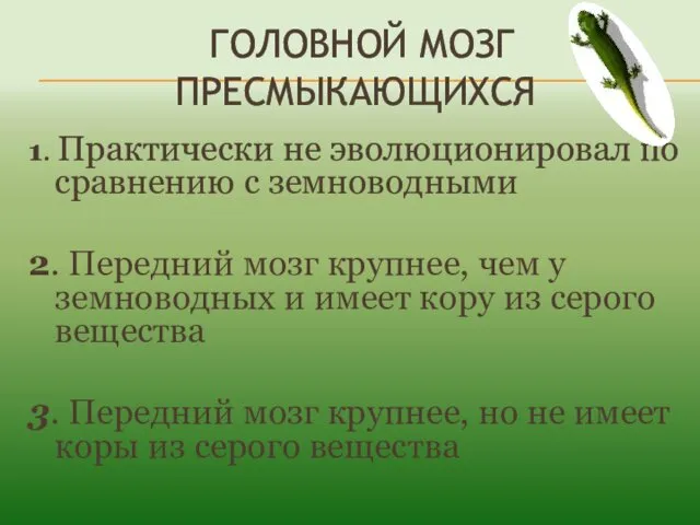 – ГОЛОВНОЙ МОЗГ ПРЕСМЫКАЮЩИХСЯ 1. Практически не эволюционировал по сравнению с