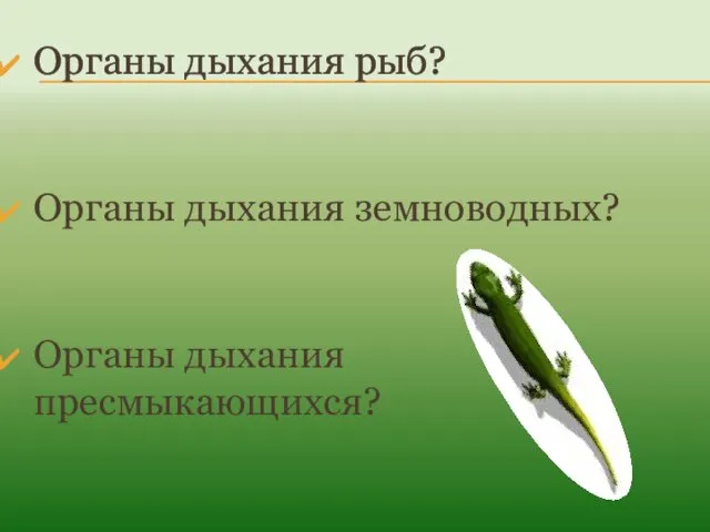 Органы дыхания рыб? Органы дыхания земноводных? Органы дыхания пресмыкающихся?