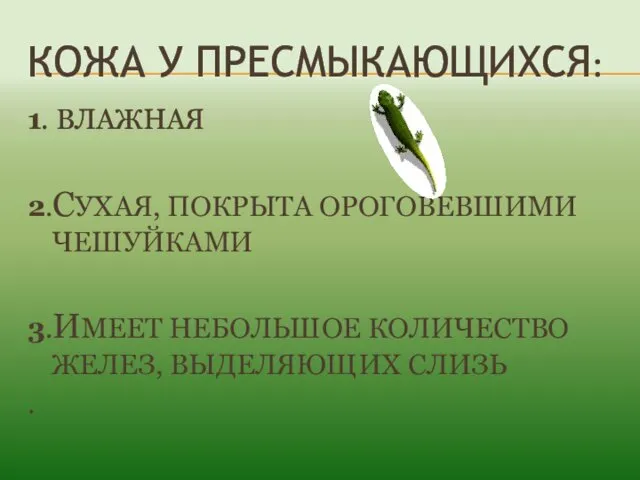 КОЖА У ПРЕСМЫКАЮЩИХСЯ: 1. ВЛАЖНАЯ 2.СУХАЯ, ПОКРЫТА ОРОГОВЕВШИМИ ЧЕШУЙКАМИ 3.ИМЕЕТ НЕБОЛЬШОЕ КОЛИЧЕСТВО ЖЕЛЕЗ, ВЫДЕЛЯЮЩИХ СЛИЗЬ .