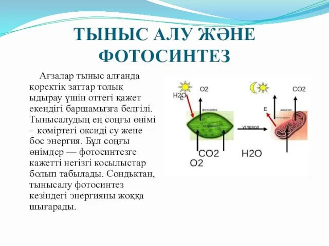 ТЫНЫС АЛУ ЖӘНЕ ФОТОСИНТЕЗ Ағзалар тыныс алғанда қоректік заттар толық ыдырау