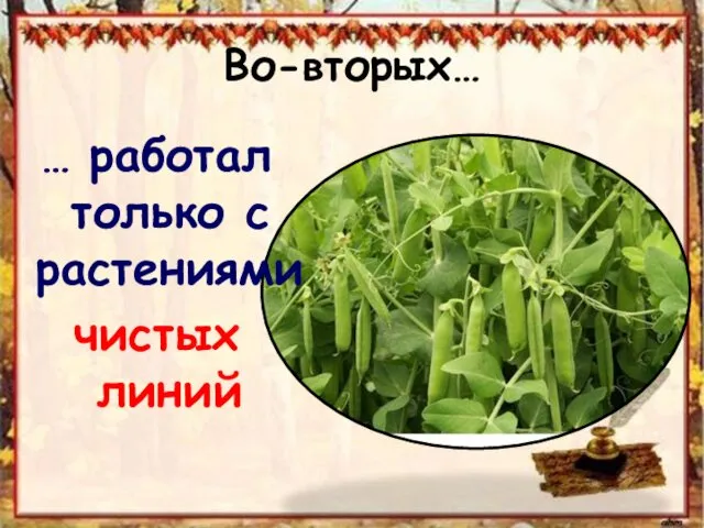 Во-вторых… … работал только с растениями чистых линий