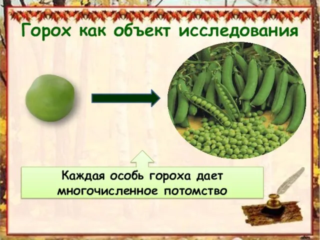 Горох как объект исследования Каждая особь гороха дает многочисленное потомство