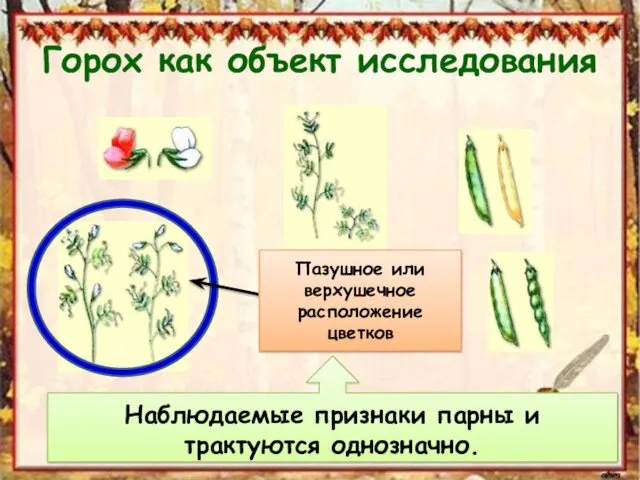 Горох как объект исследования Наблюдаемые признаки парны и трактуются однозначно. Пазушное или верхушечное расположение цветков