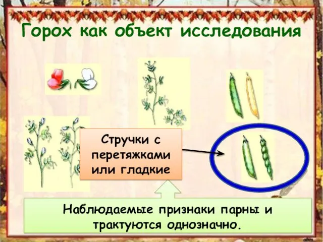 Горох как объект исследования Наблюдаемые признаки парны и трактуются однозначно. Стручки с перетяжками или гладкие